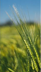 Bioscience for sustainable agriculture and food