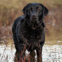 Labrador retrievers