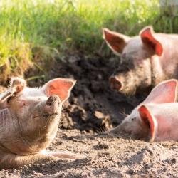 Pork labelling schemes