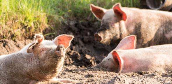 Pork labelling schemes